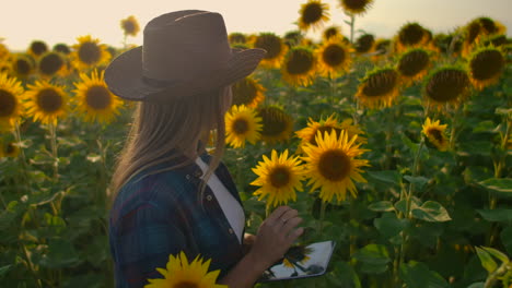 A-student-of-botany-is-walking-on-the-field-with-lots-of-sunflowers-and-studing-their-main-charasteristics-holds-in-hands-a-sunflower-and-writes-some-important-things-in-her-electronic-book.